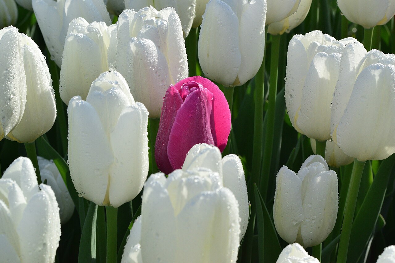 One Purple Tulip Amongst White Tulips
