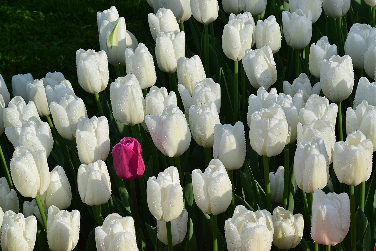 One Purple Tulip Amongst White Tulips